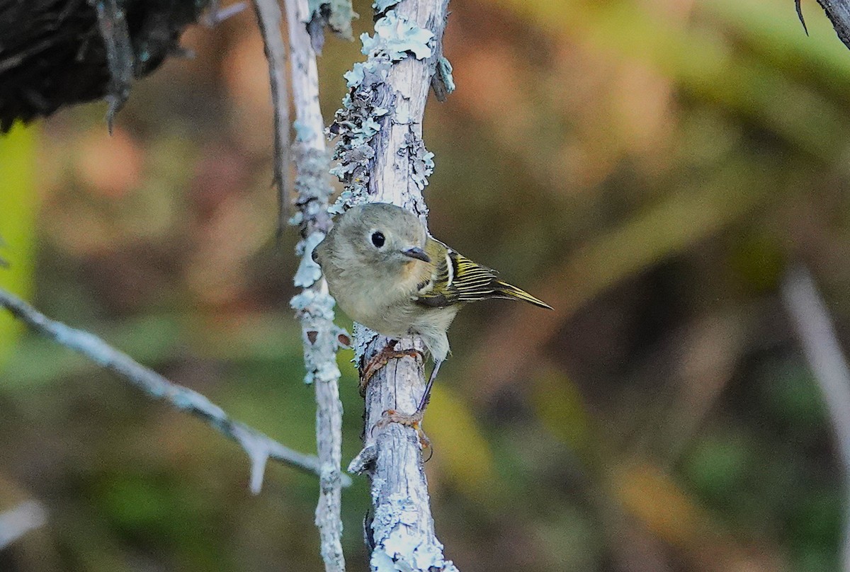 Ruby-crowned Kinglet - ML646406318