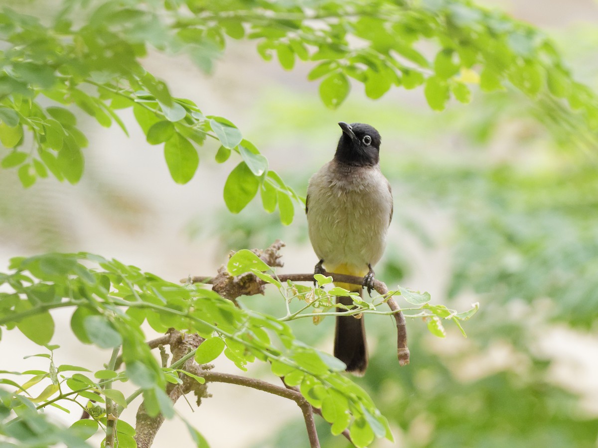 White-spectacled Bulbul - ML646406320