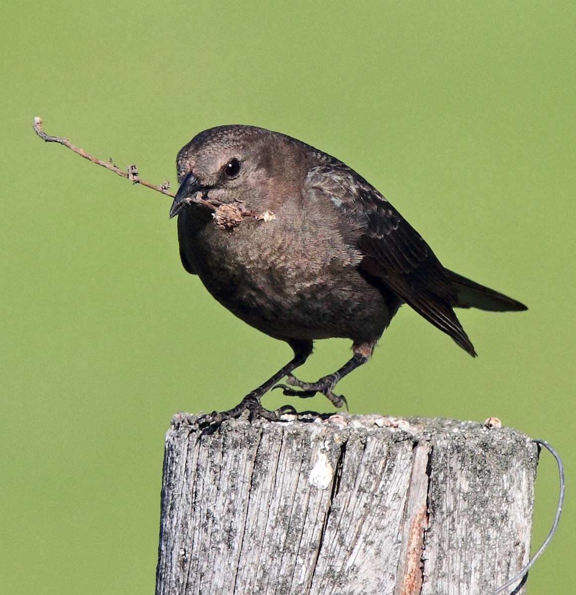 Brewer's Blackbird - ML646406322