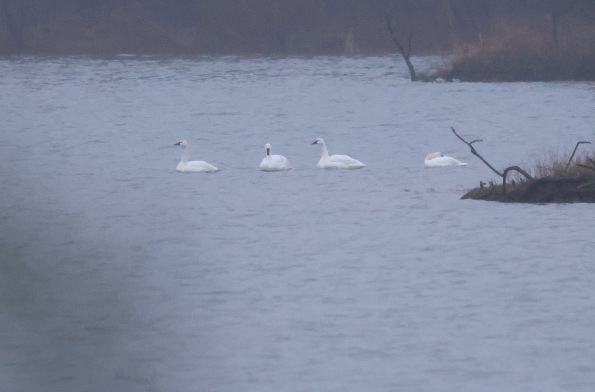 Tundra Swan - ML646406324