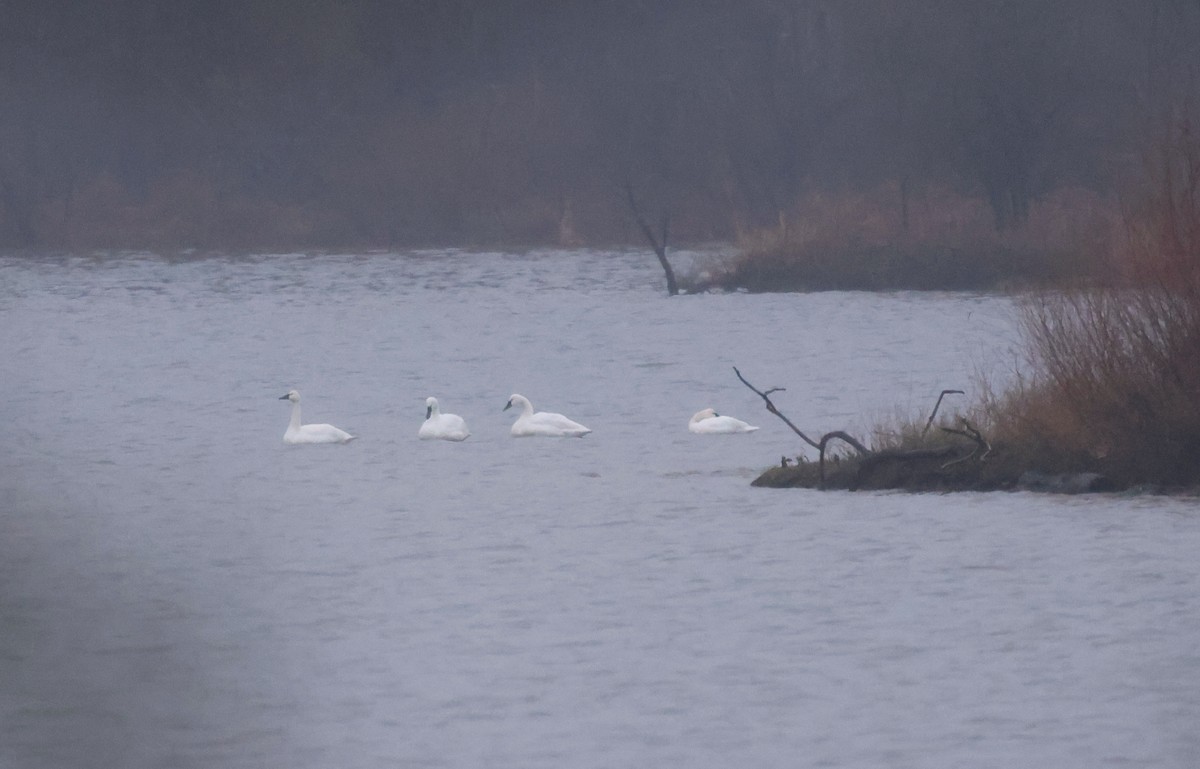 Tundra Swan - ML646406325