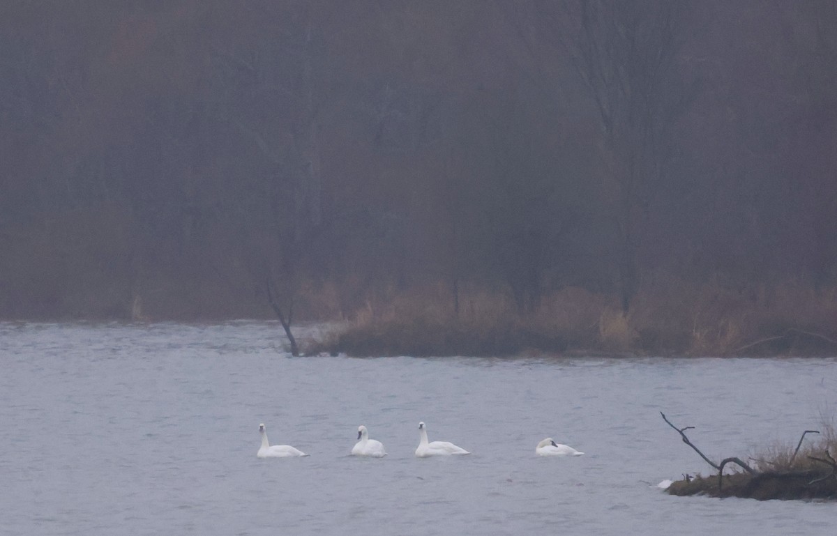 Tundra Swan - ML646406326