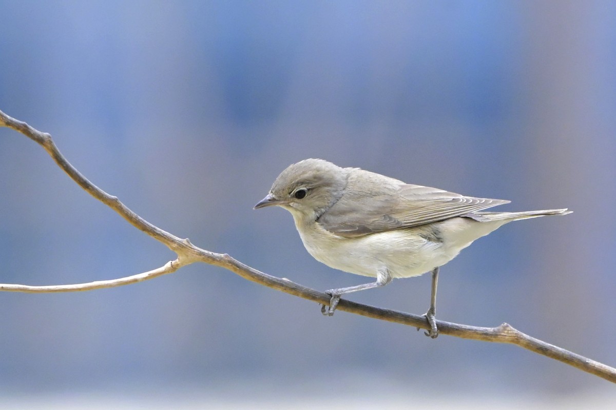 Бутны зэржгэнэ - ML646406328