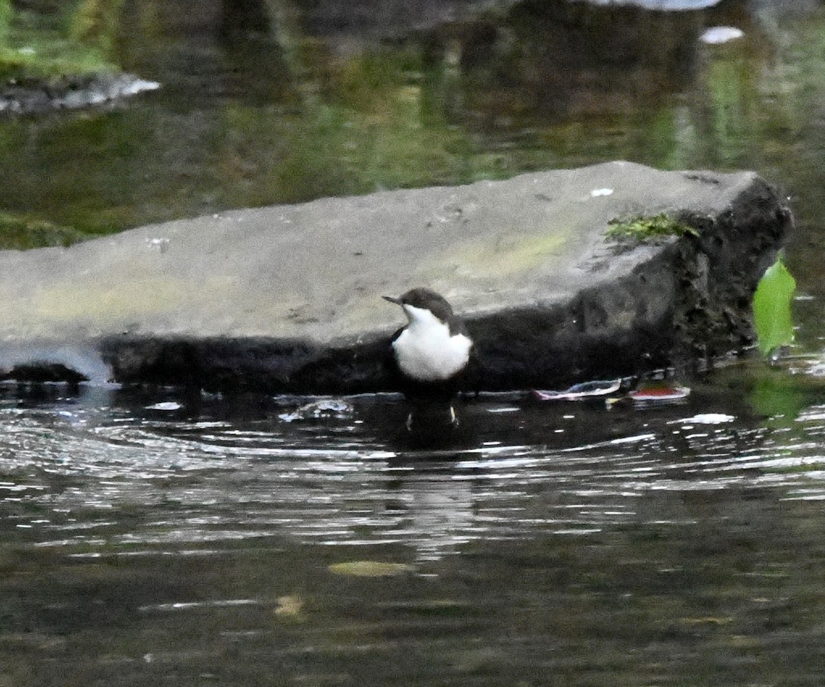 White-throated Dipper - ML646406331