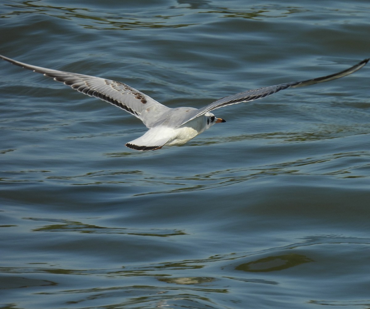 Mediterranean Gull - ML646406332