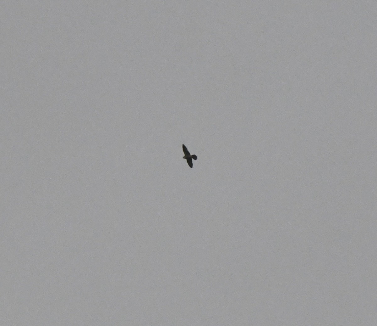 Peregrine Falcon - ML646406335