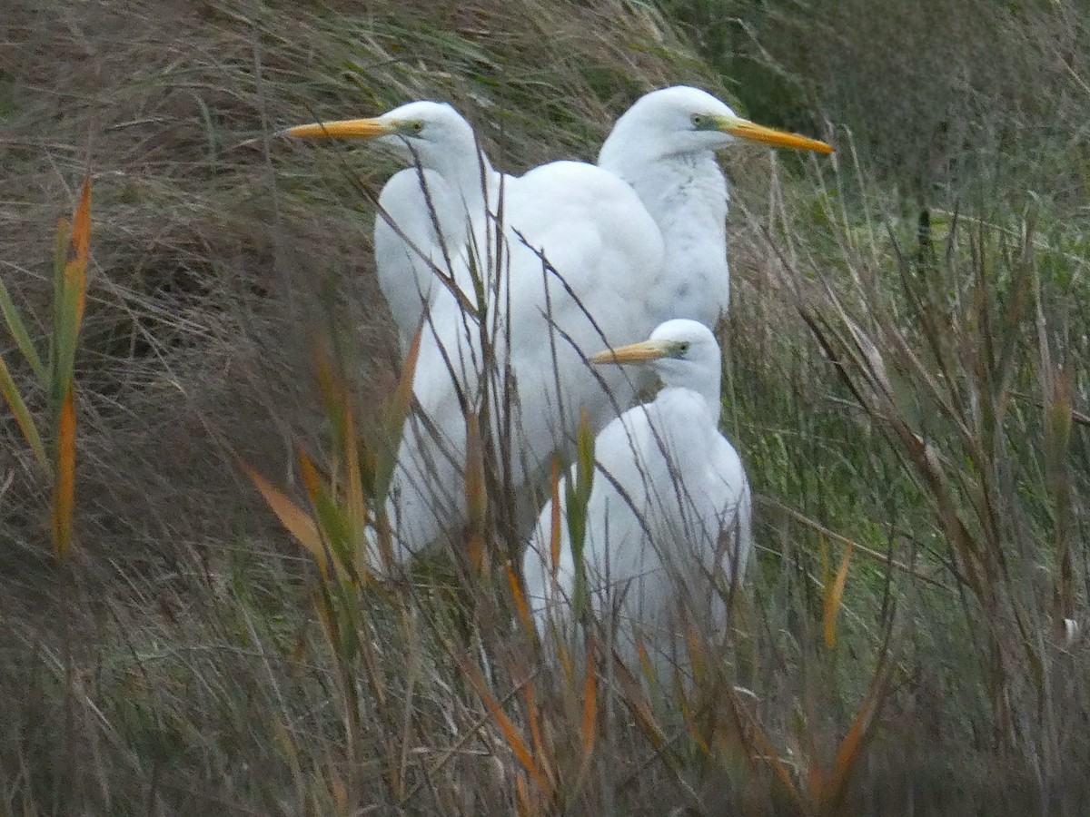 volavka bílá - ML646406336