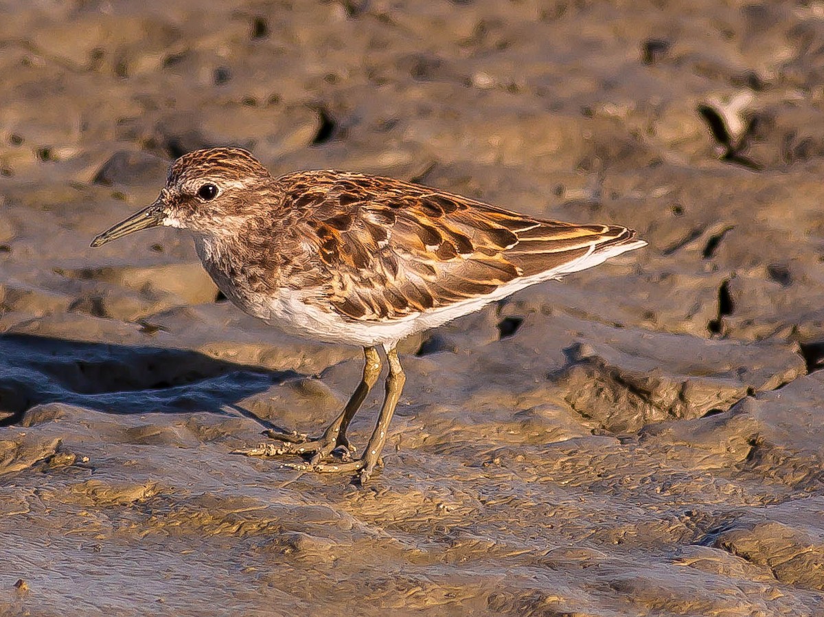 Least Sandpiper - ML646406337