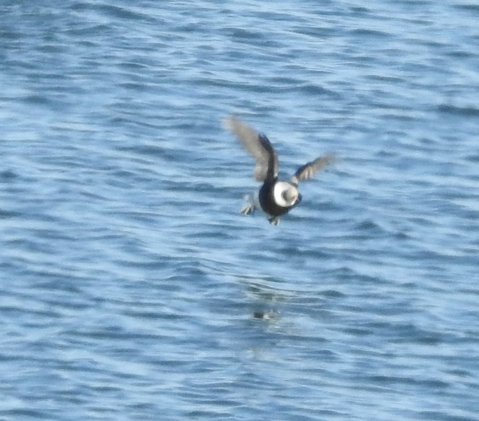 Long-tailed Duck - ML646406347