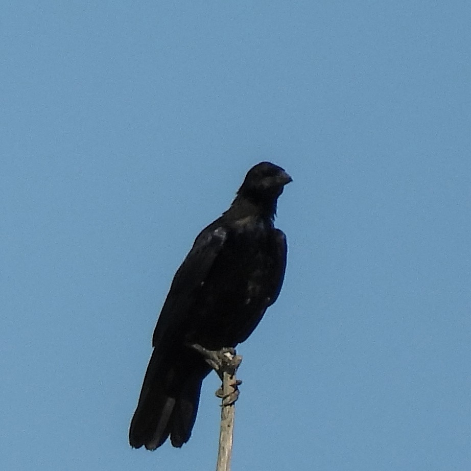 Erroi handia - ML646406349