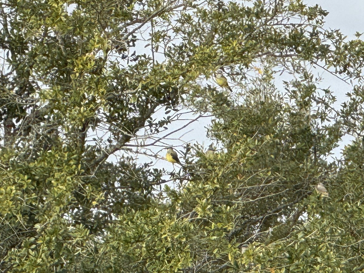 Western Kingbird - ML646406351