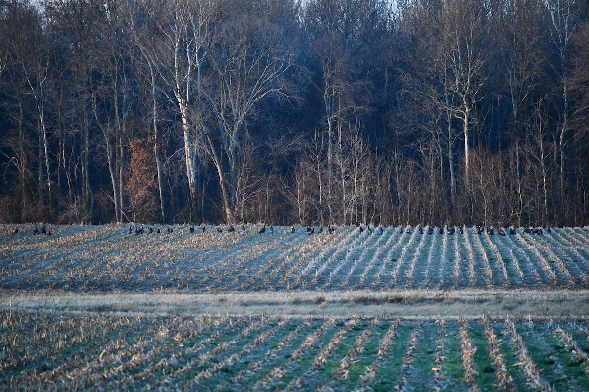 krocan divoký - ML646406356