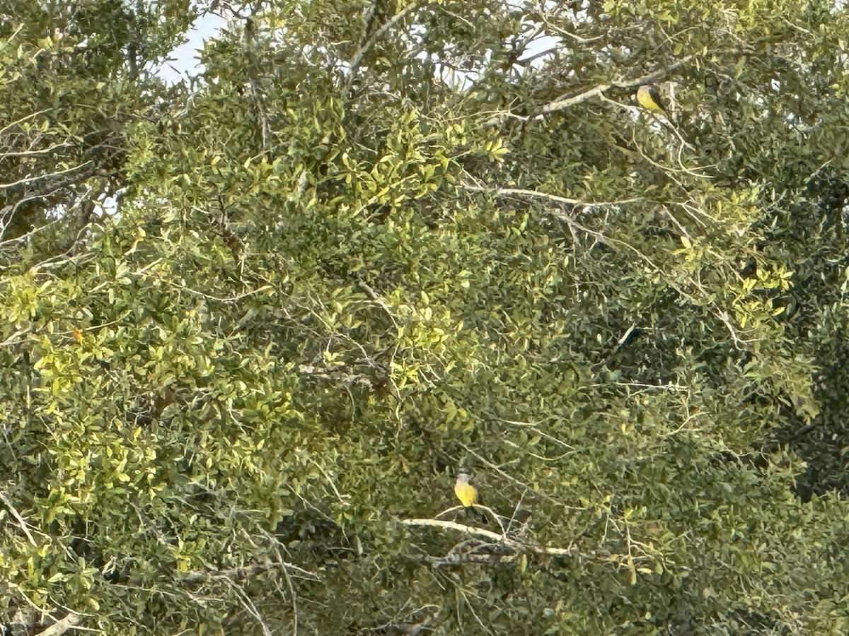 Western Kingbird - ML646406361
