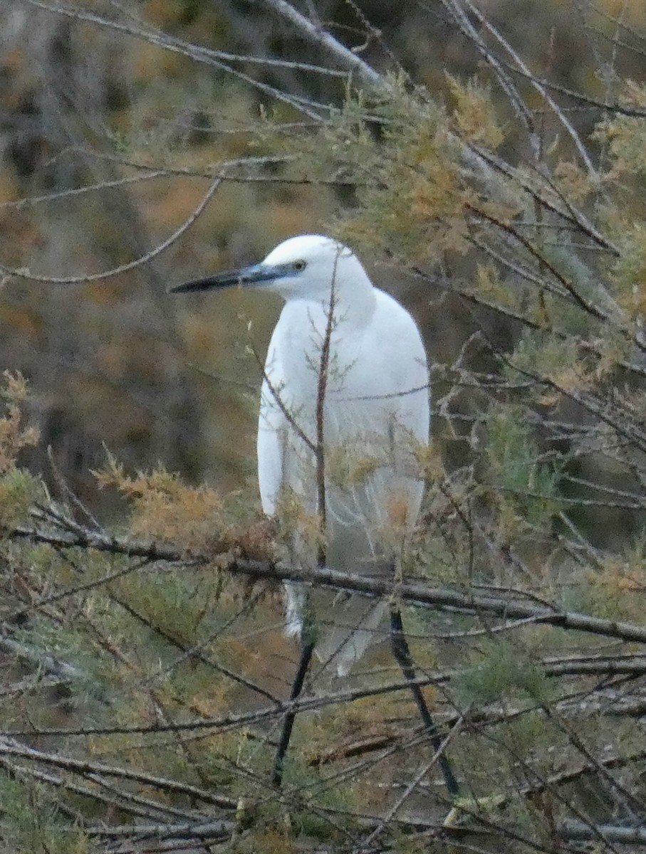 volavka stříbřitá - ML646406364