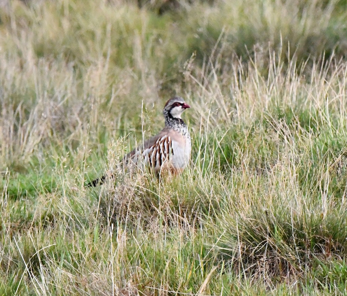 Red-legged Partridge - ML646406366