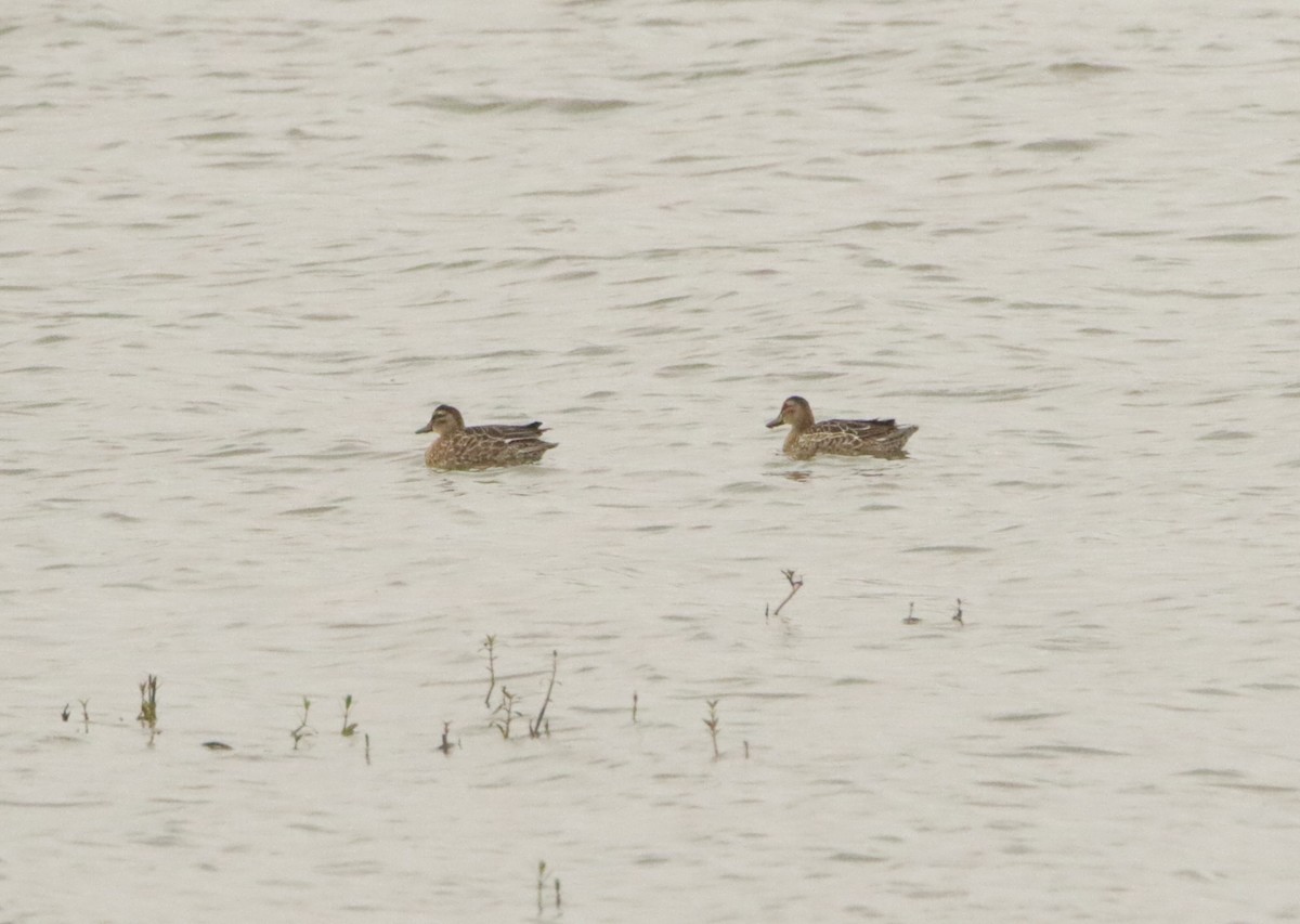 Garganey - ML646406367