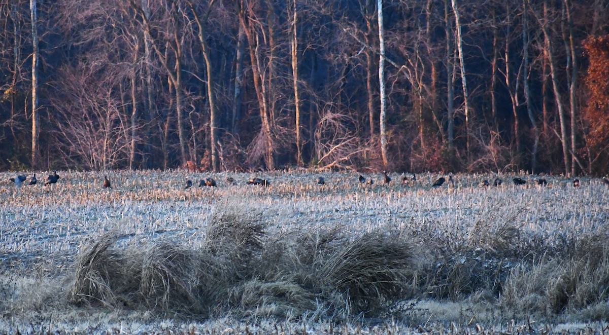 krocan divoký - ML646406368