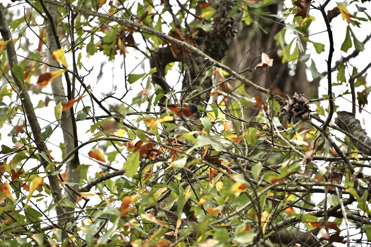 Расписной колорин - ML646406369