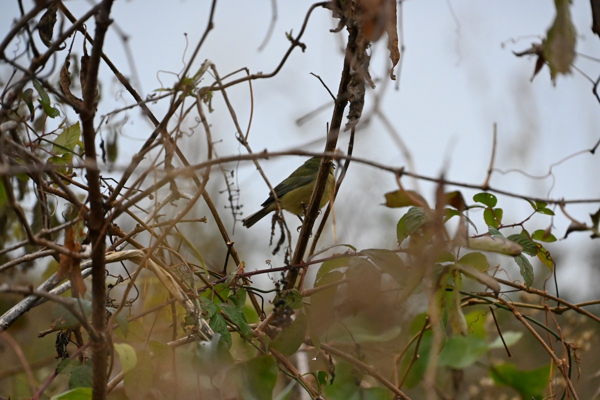 Расписной колорин - ML646406370