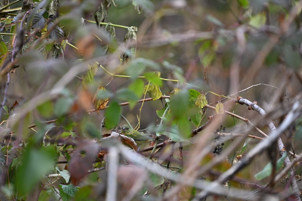 Расписной колорин - ML646406371