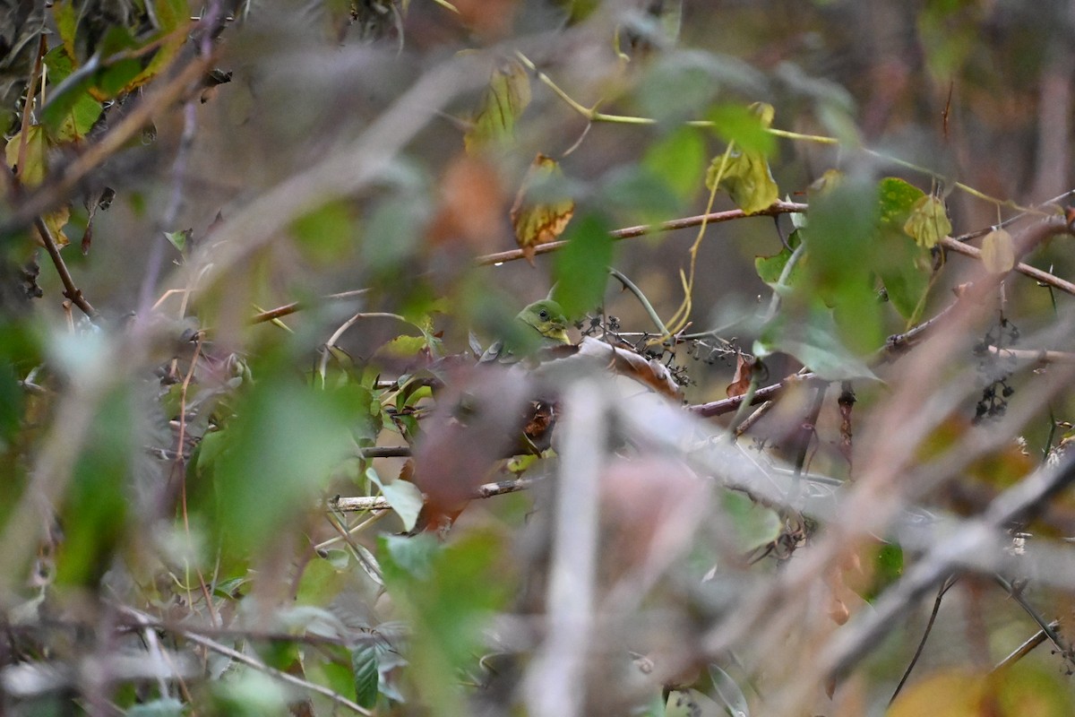 Расписной колорин - ML646406372