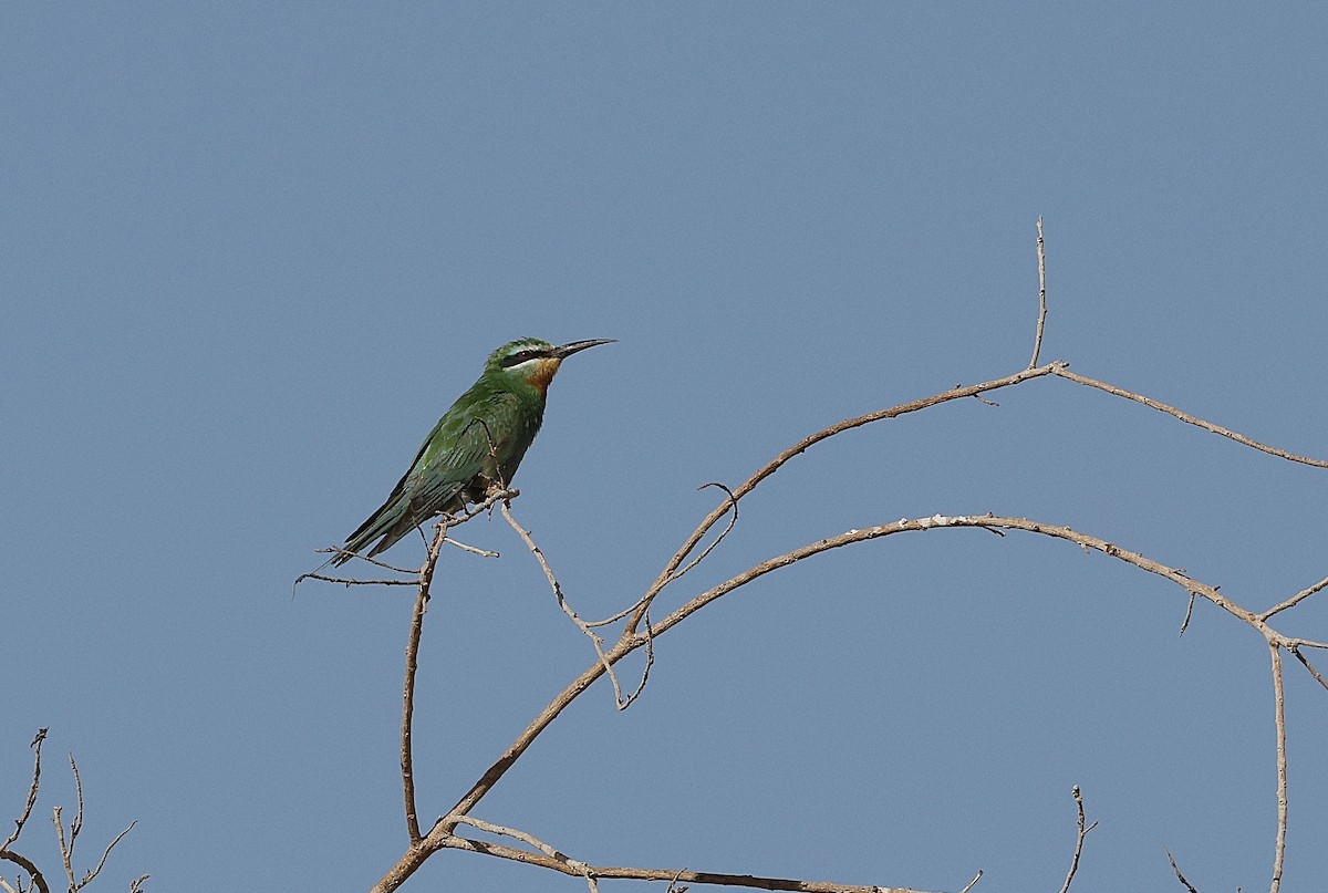 Зелёная щурка - ML646406374