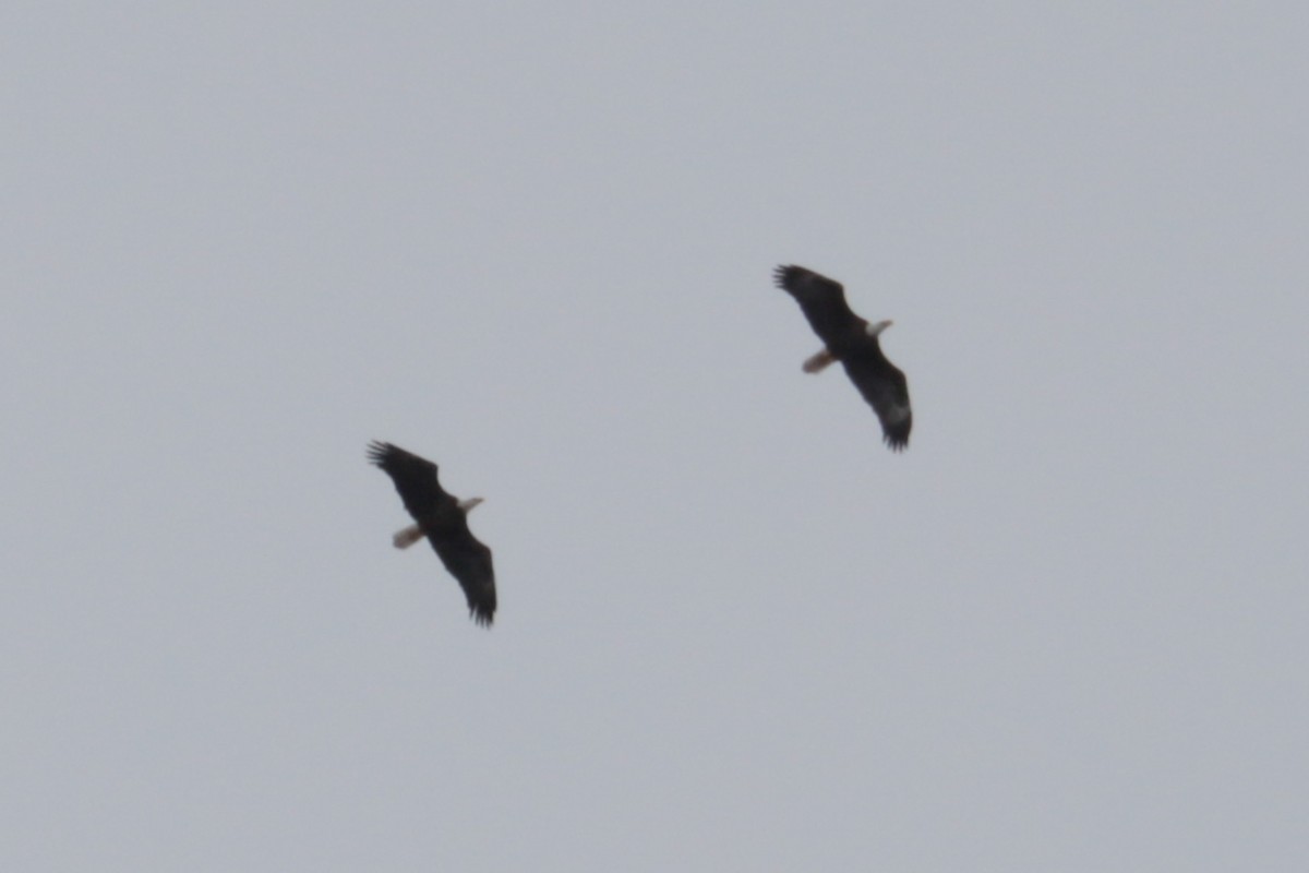 Bald Eagle - ML646406377