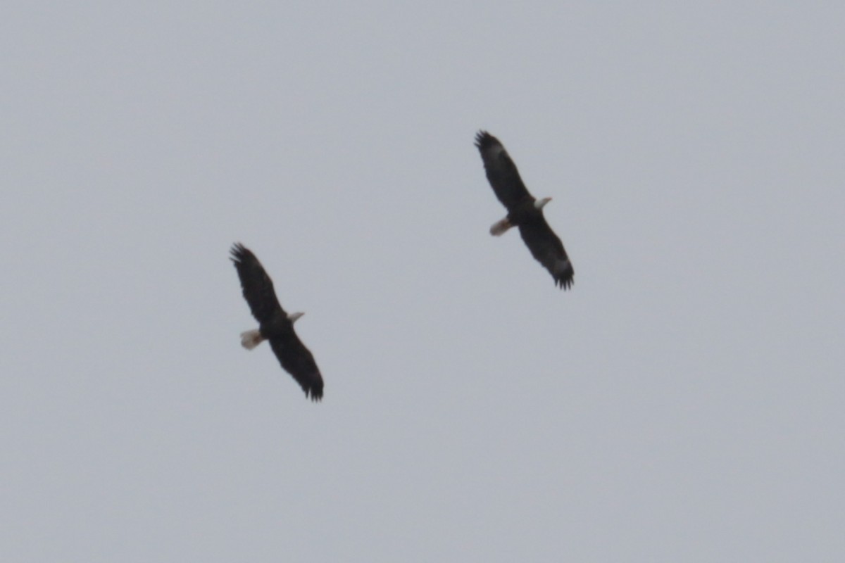 Bald Eagle - ML646406378