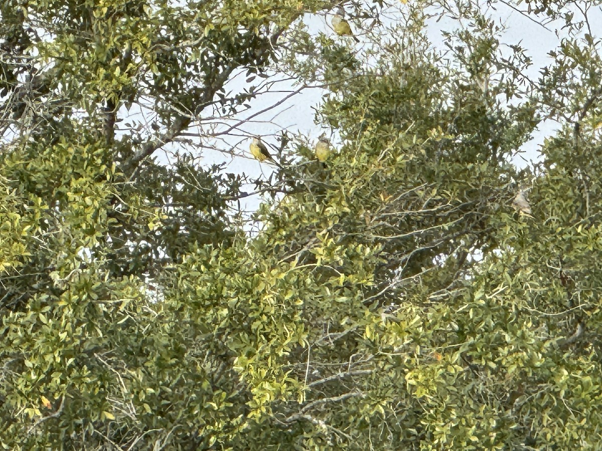 Western Kingbird - ML646406379