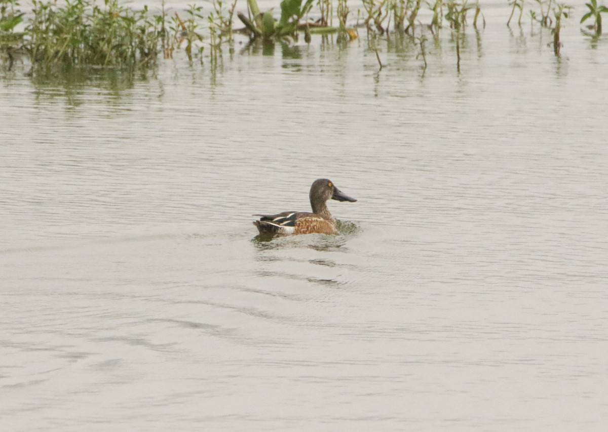 Northern Shoveler - ML646406383