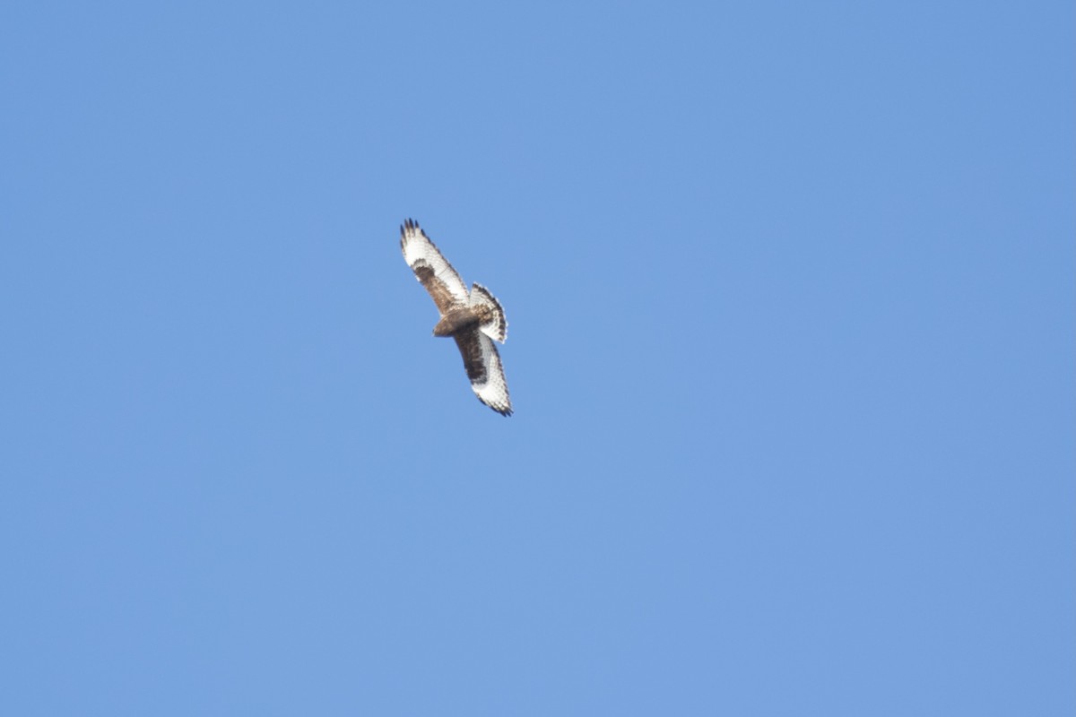 káně rousná - ML646406385