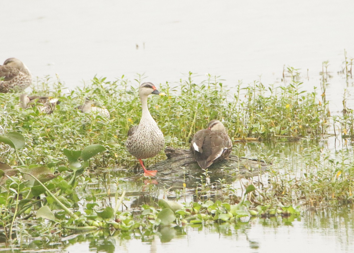 Indian Spot-billed Duck - ML646406388