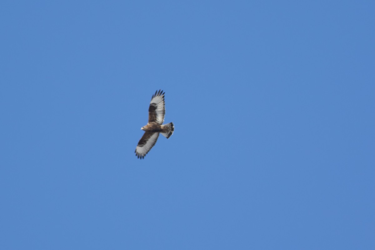 káně rousná - ML646406389