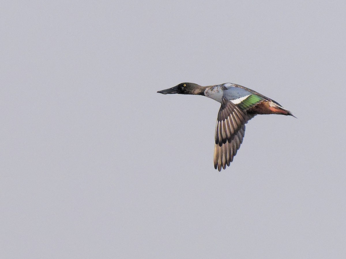 Халбага нугас - ML646406395