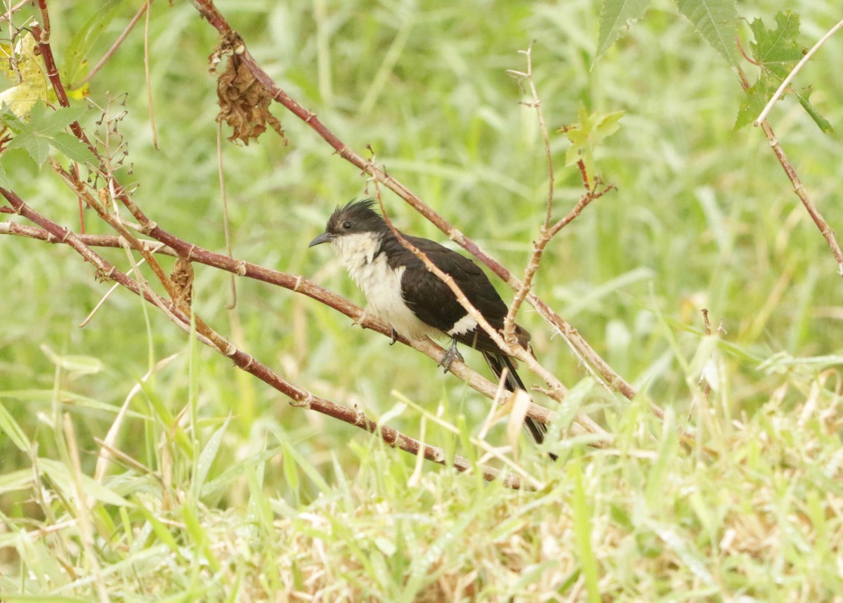 Pied Cuckoo - ML646406396