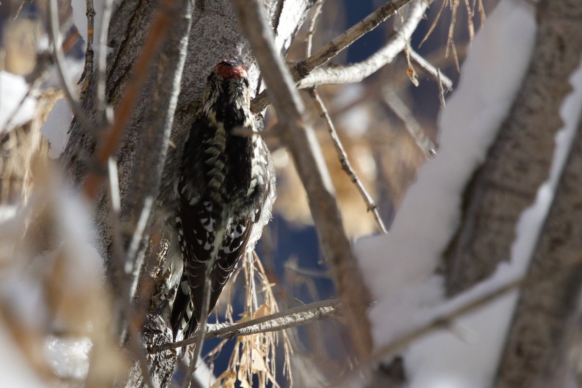 Pic à nuque rouge - ML646406397