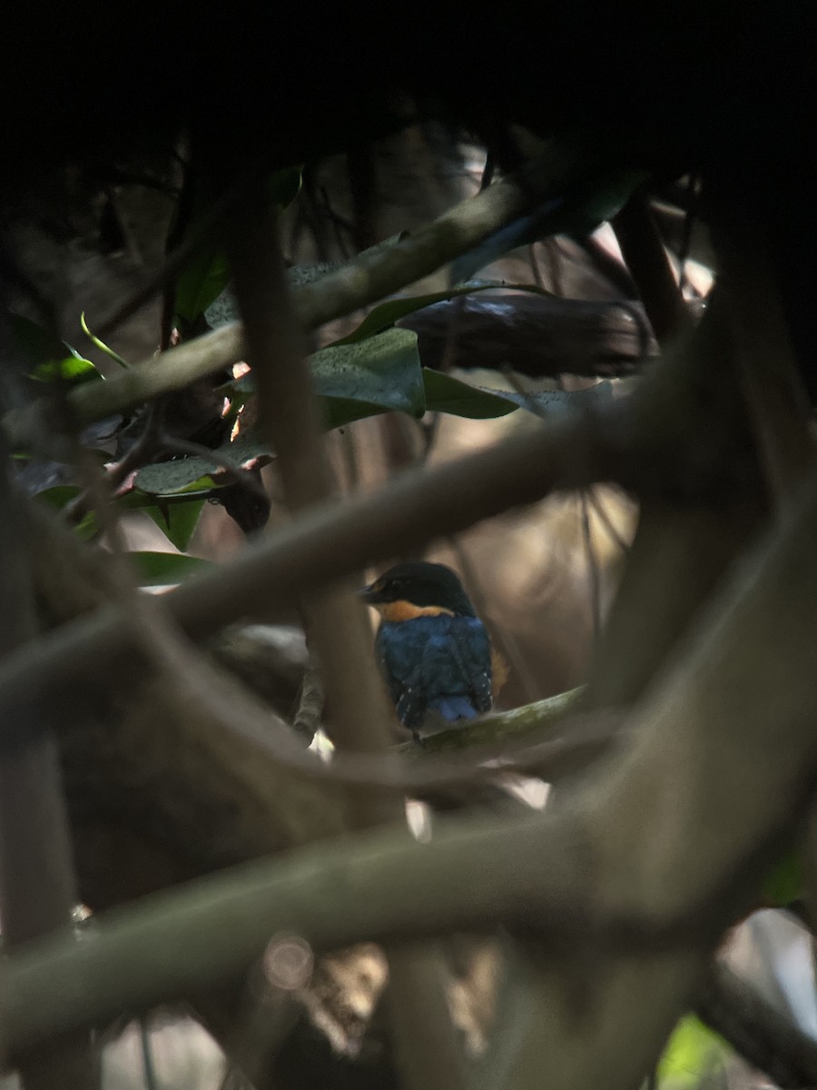 American Pygmy Kingfisher - ML646406400