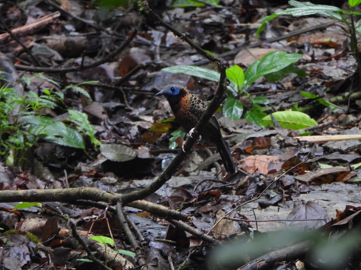 Ocellated Antbird - ML646406401