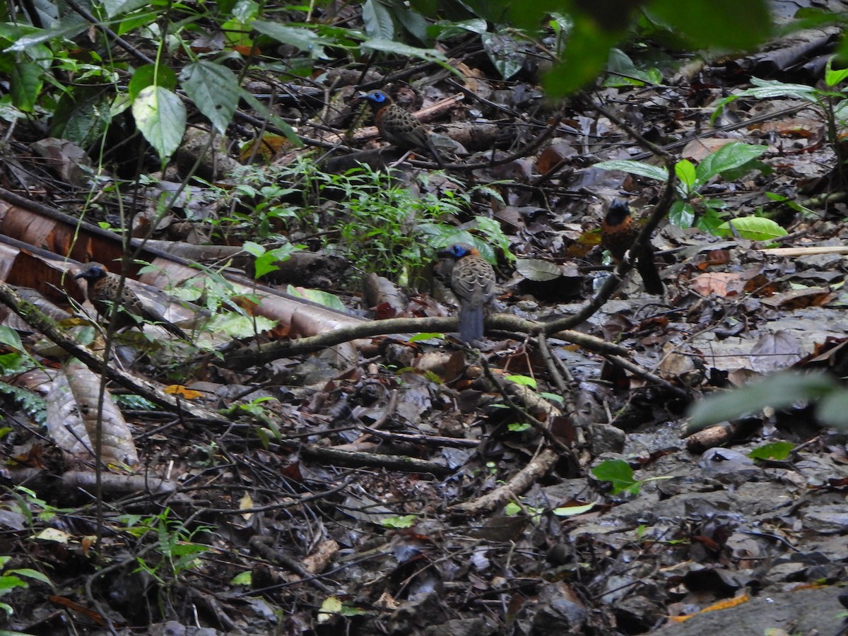 Ocellated Antbird - ML646406402