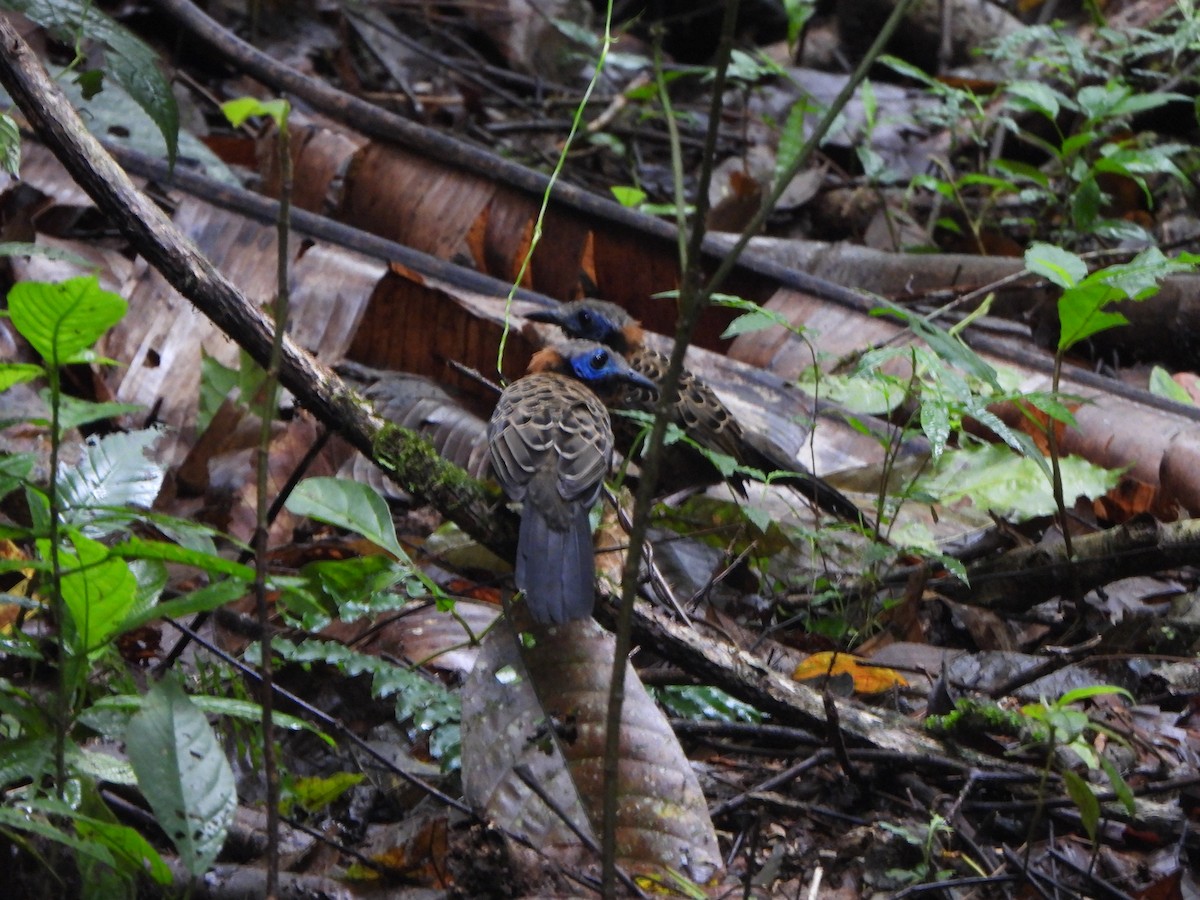 Ocellated Antbird - ML646406403