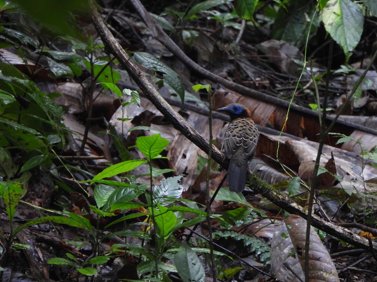 Ocellated Antbird - ML646406404