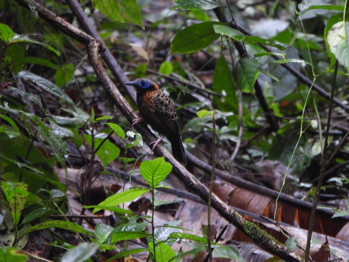 Ocellated Antbird - ML646406405