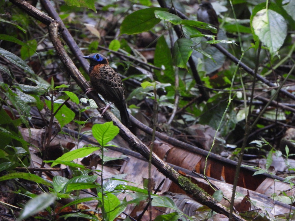 Ocellated Antbird - ML646406406