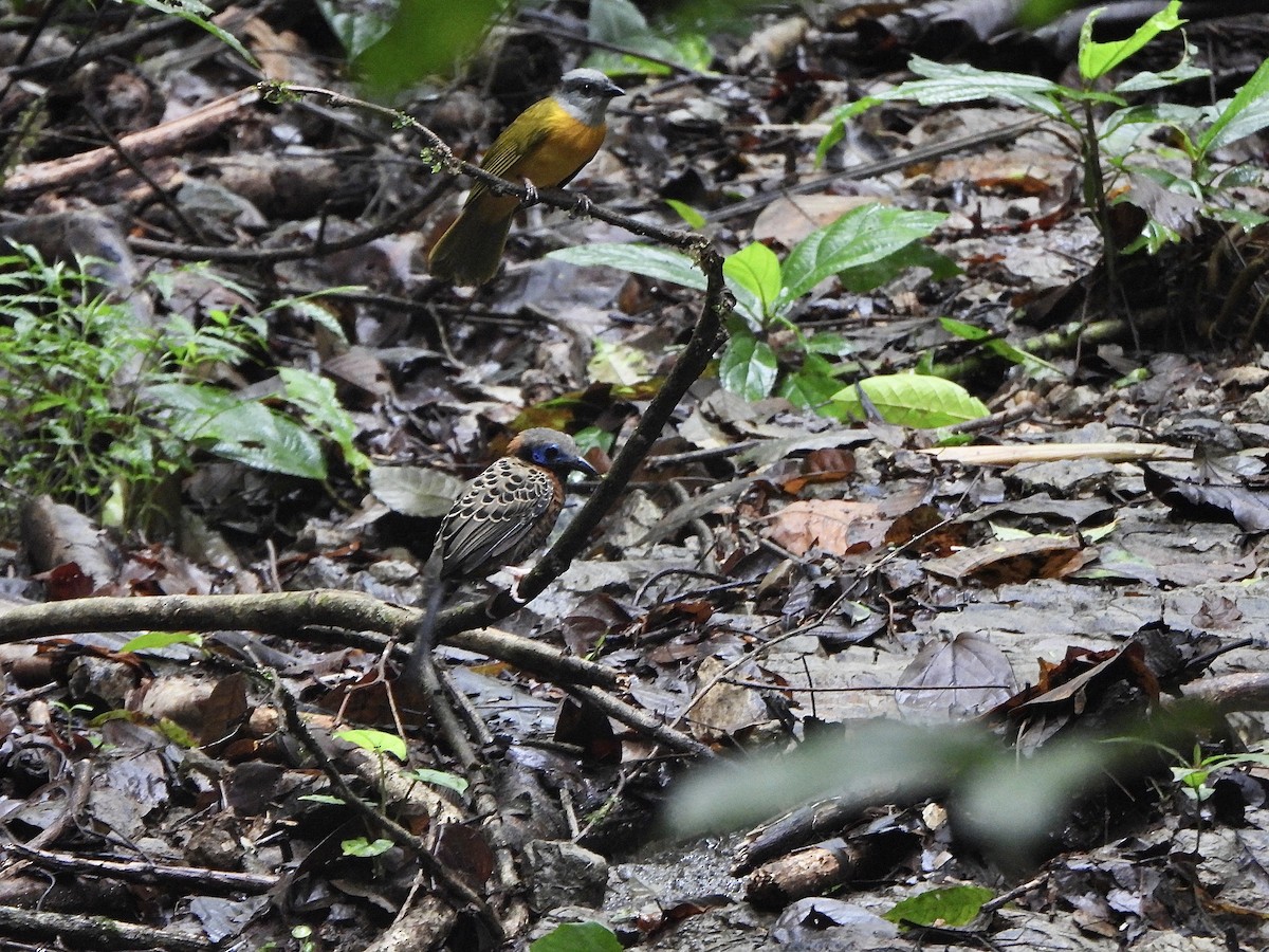 Ocellated Antbird - ML646406408