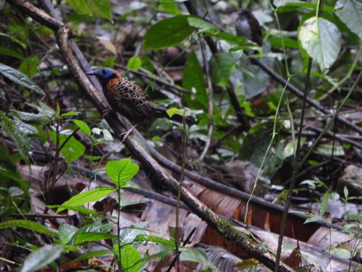 Ocellated Antbird - ML646406409