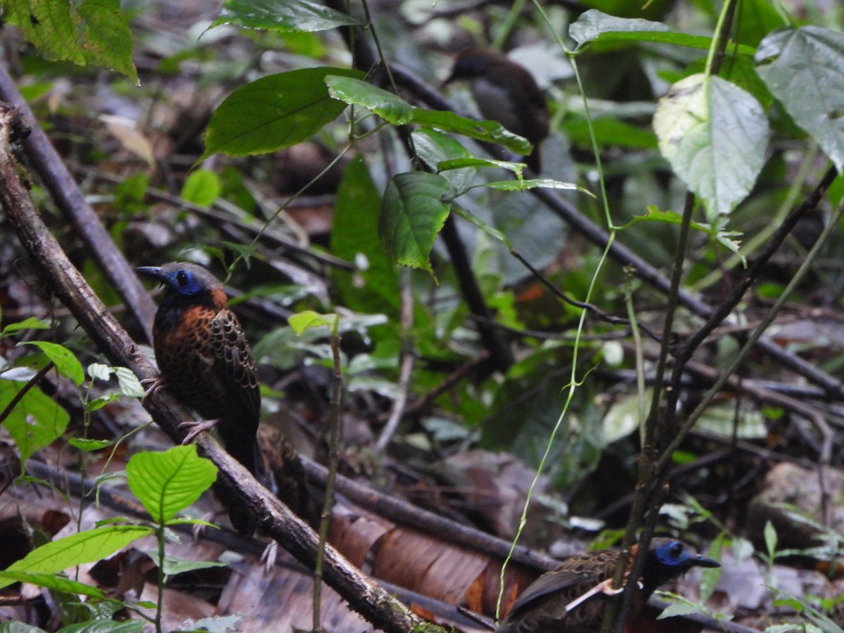 Ocellated Antbird - ML646406412