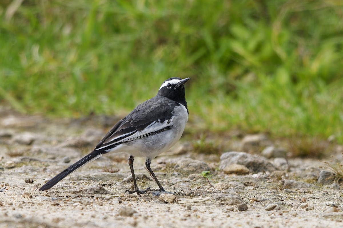 konipas indický - ML646406413