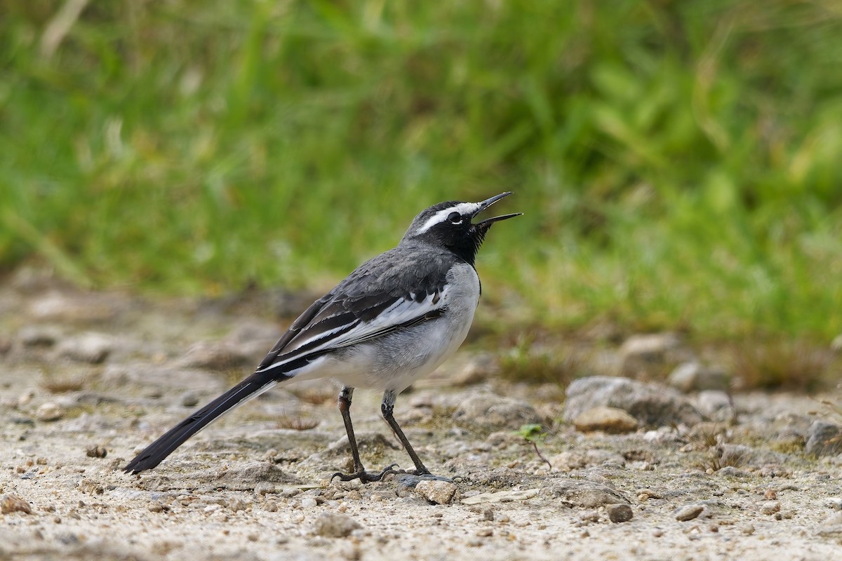 konipas indický - ML646406414