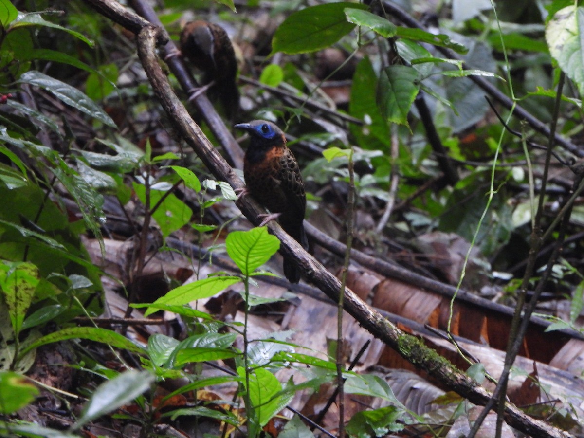 Ocellated Antbird - ML646406415