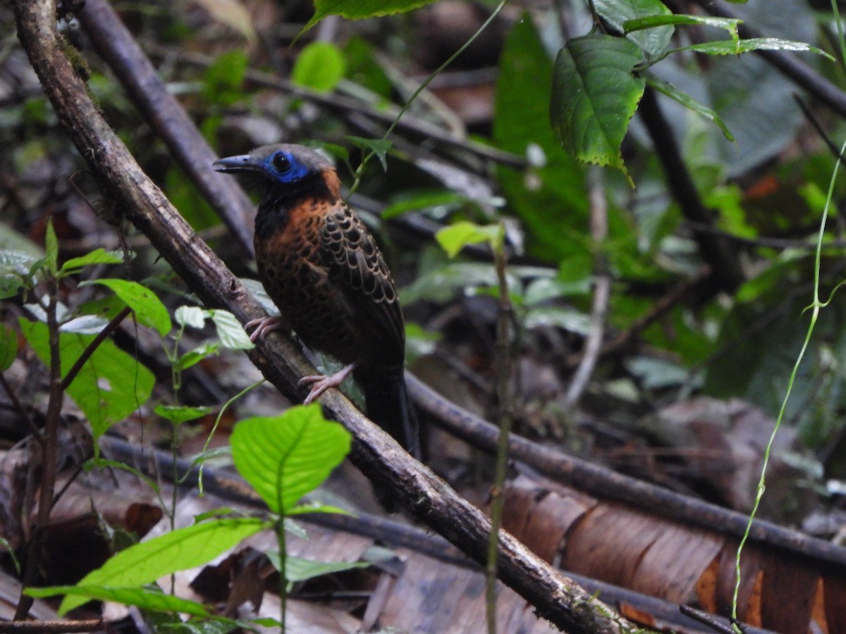 Ocellated Antbird - ML646406416